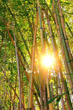 Abendsonne im Bambuswald