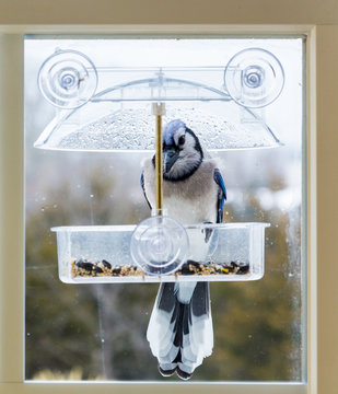 Blue Jay In Window Bird Feeder