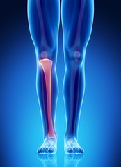 Male bone anatomy tibia