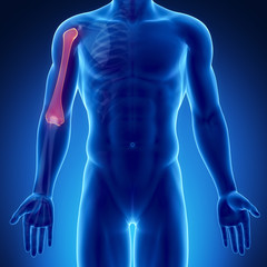 Male bone anatomy humerus