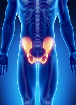 Male Bone Anatomy Pelvis