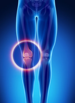 Male bone anatomy knee