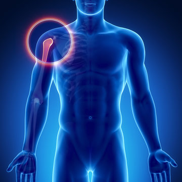 Male bone anatomy shoulder joint