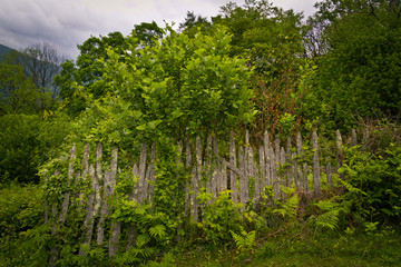 Fototapeta premium Old wooden fence