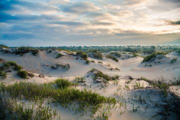 The vegetation in the desert