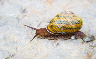 Snail on the stone