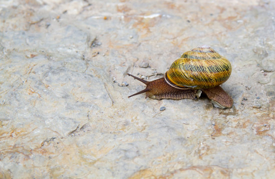 Snail on the stone