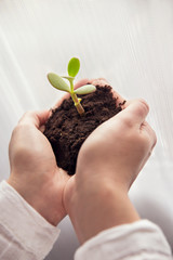 Person holding a young plant