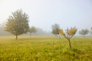 Fototapeta premium Trees on Misty Meadow