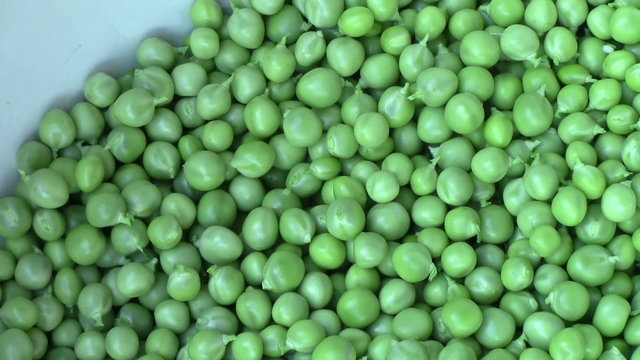 manual processing peas