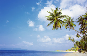 Palm tree with sunny day. Koh Samui.