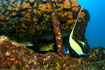Fototapeta premium Cabo pulmo reefs