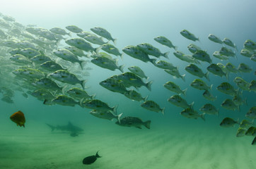 Fototapeta premium bull shark, sea of cortez