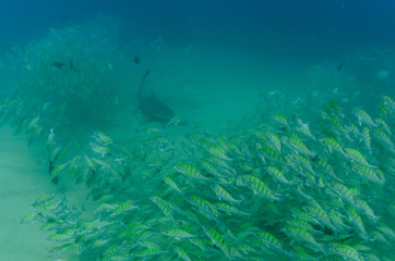 Fototapeta na wymiar bull shark, sea of cortez