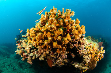 Fototapeta premium Cabo pulmo reefs