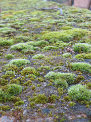 moss