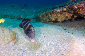 Fototapeta premium Cabo pulmo reefs