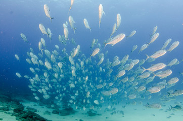 Fototapeta na wymiar Cabo pulmo silver fish