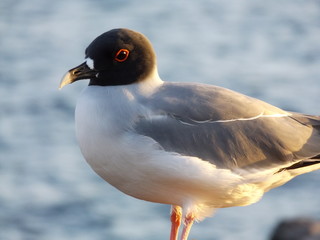 Ocean Bird