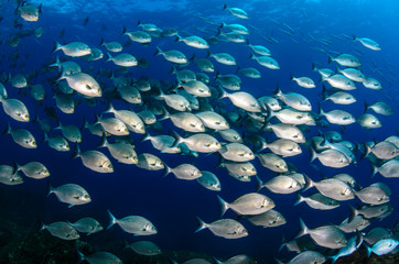 Obraz premium Cabo pulmo silver fish