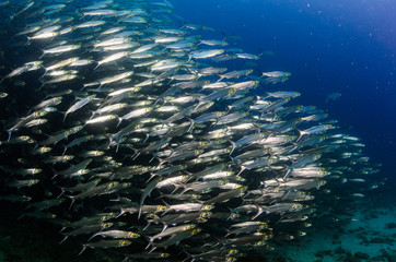 Obraz premium Cabo pulmo silver fish