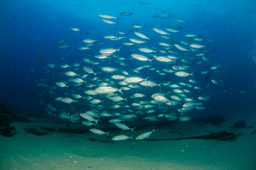 Fototapeta na wymiar Cabo pulmo reef fishes.