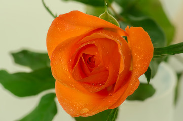 Tea rose.