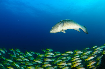 Fototapeta premium grouper, sea of cortez