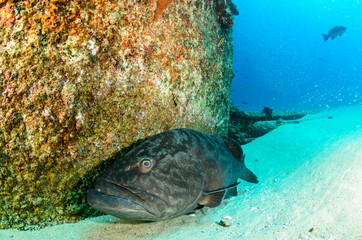 Fototapeta premium grouper, sea of cortez