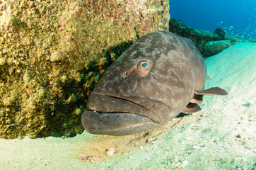 Fototapeta premium grouper, sea of cortez