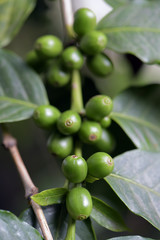 Grão de café verde no cafeeiro