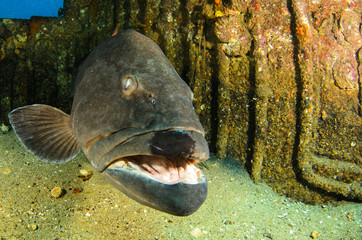 Fototapeta premium grouper, sea of cortez