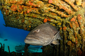 grouper, sea of cortez