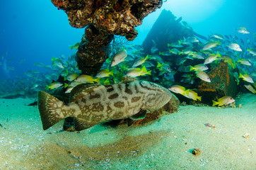 grouper, sea of cortez