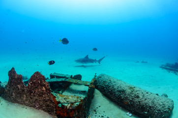 Fototapeta premium bull shark, sea of cortez