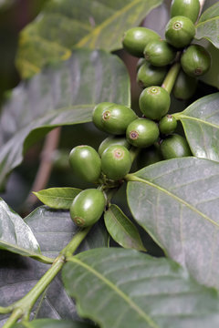 Gr&atilde;o de caf&eacute; verde no cafeeiro