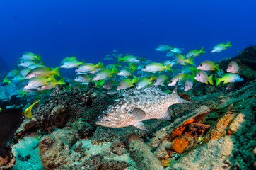 Fototapeta premium grouper, sea of cortez