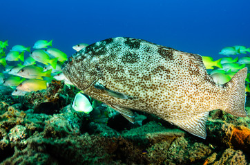 Fototapeta premium grouper, sea of cortez