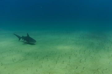 Fototapeta premium Cabo Pulmo Bull shark