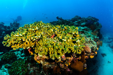 Fototapeta na wymiar Cabo pulmo reefs