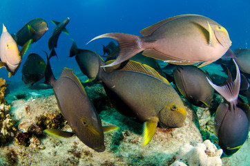 Fototapeta premium surgeonfis, sea of cortez
