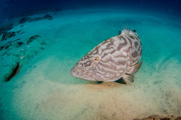 Fototapeta premium grouper, sea of cortez