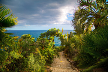 Fototapeta premium palm trees in tropical garden