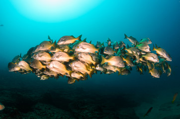 Fototapeta premium grunts and snappers from the sea of cortez