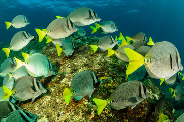 Fototapeta premium surgeonfis, sea of cortez