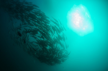 Fototapeta premium trevally school, cabo pulmo
