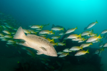Fototapeta premium grouper, sea of cortez