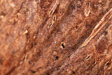 Coconut shell texture close up
