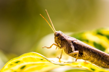 Grasshopper on leaf