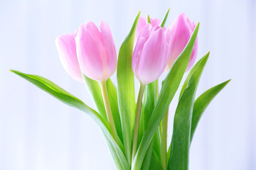 Beautiful pink tulips on light background